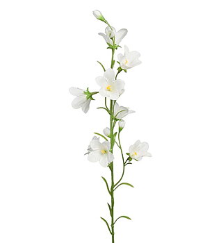 Blåklocka, vit 65 cm