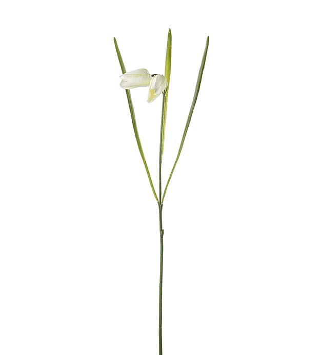 Fritillaria cream 50 cm