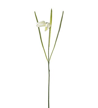 Fritillaria cream 50 cm