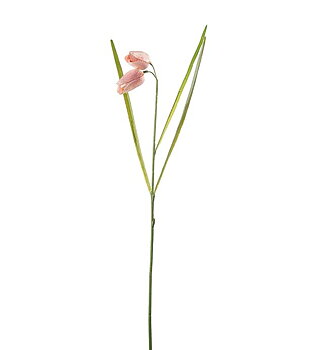 Fritillaria rosa 50 cm