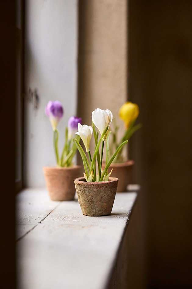 Crocus mix 20 cm - 2