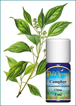 Camphor Essential Oil 5 ml