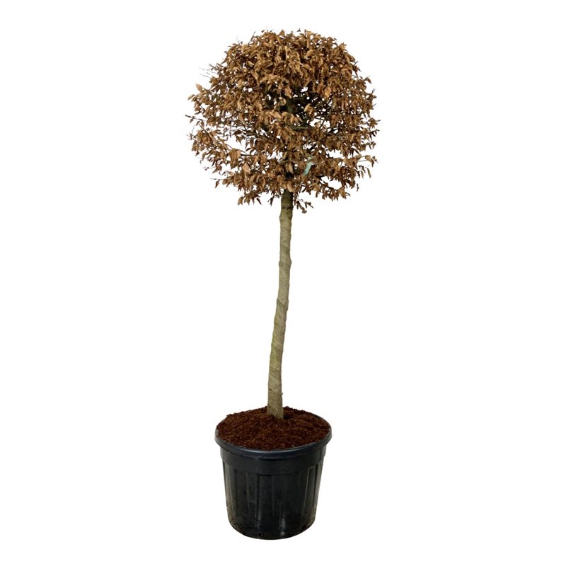Avenbok "Carpinus betulus" 200cm stam