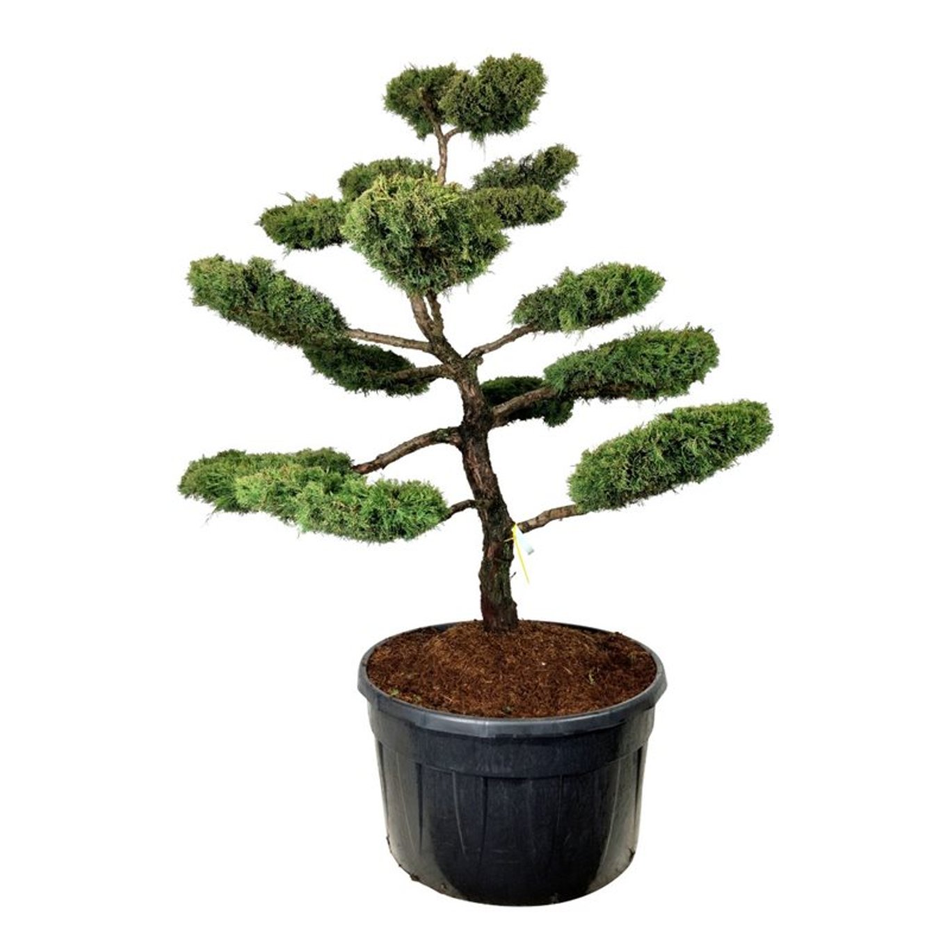 Juniperus pf. "Pfotzeriana Aurea" Bonsai 175-200 cm