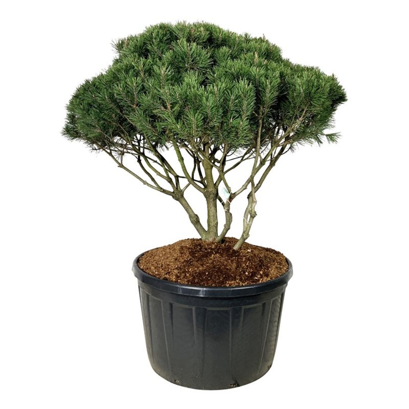 Pinus mugo mugo 100-125 cm (C280) Paraply