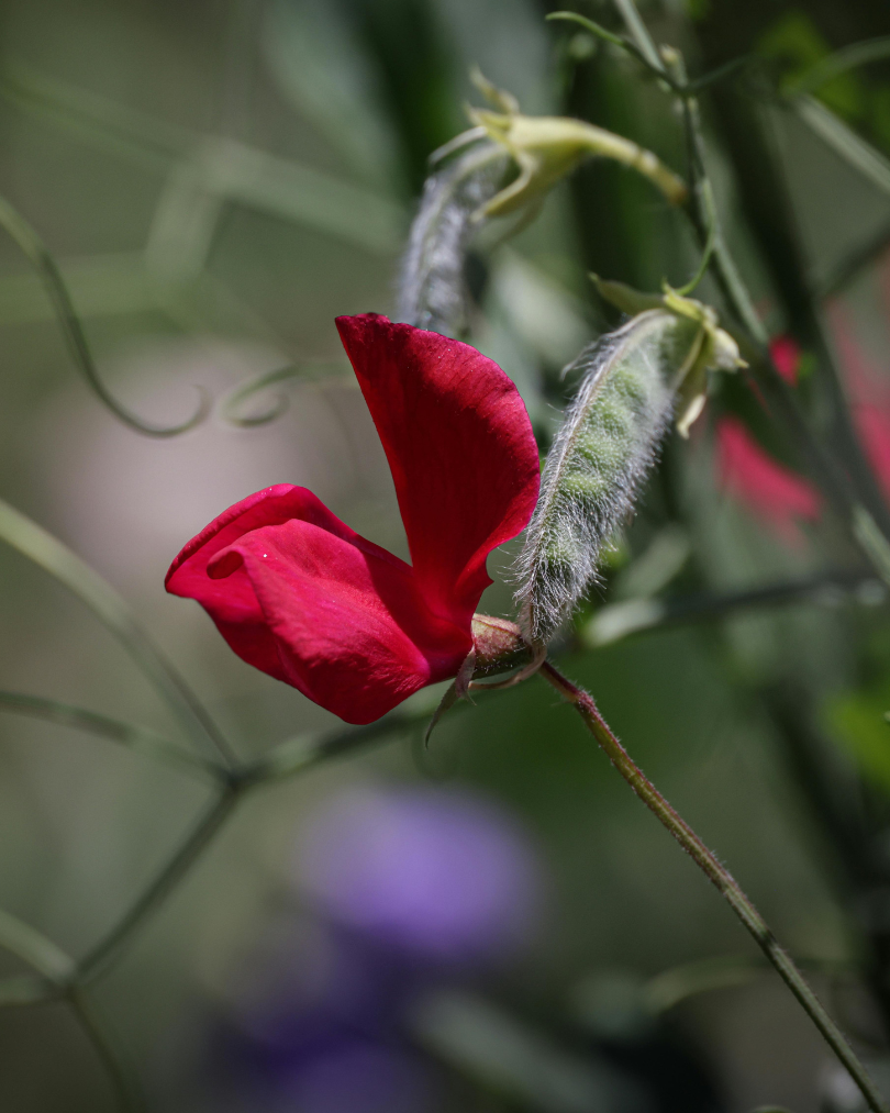 Luktärt - Elegance Deep Red - Snittblomsodling