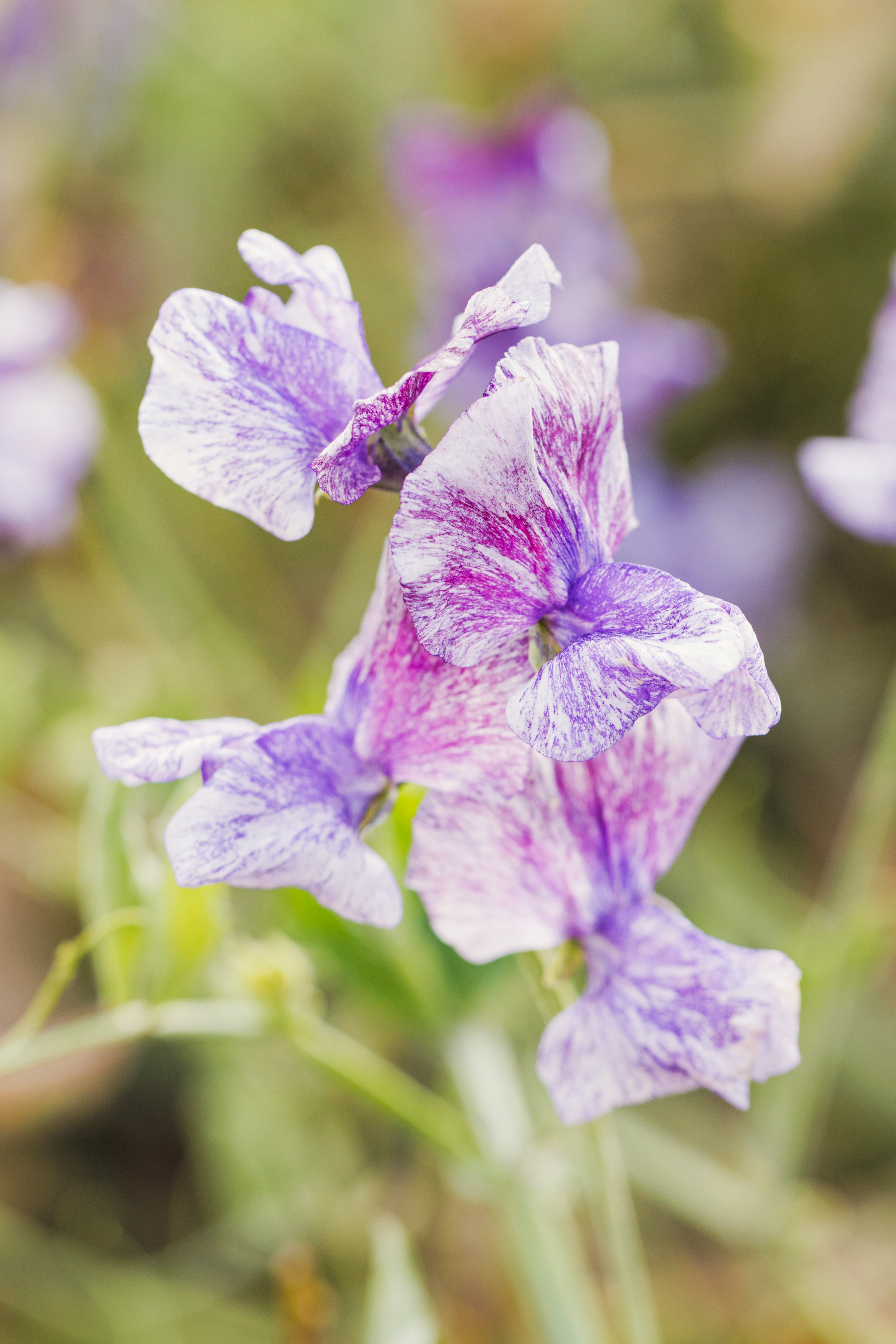 Luktärt - Old Spice Sicilian Fuchsia