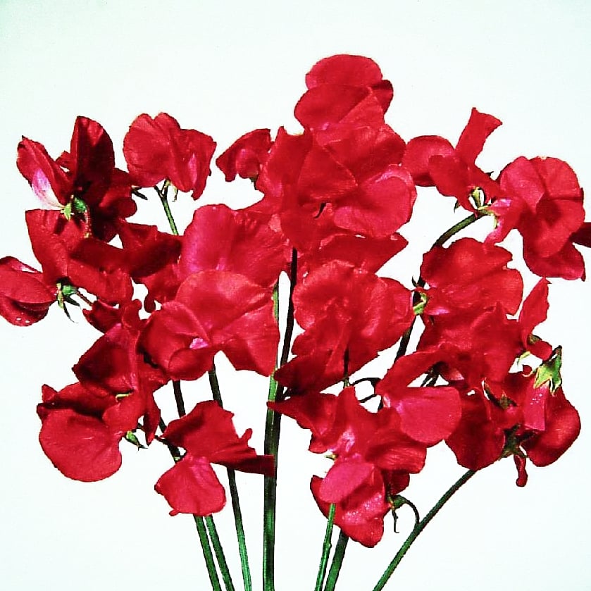 Luktärt 'Elegance Scarlet'