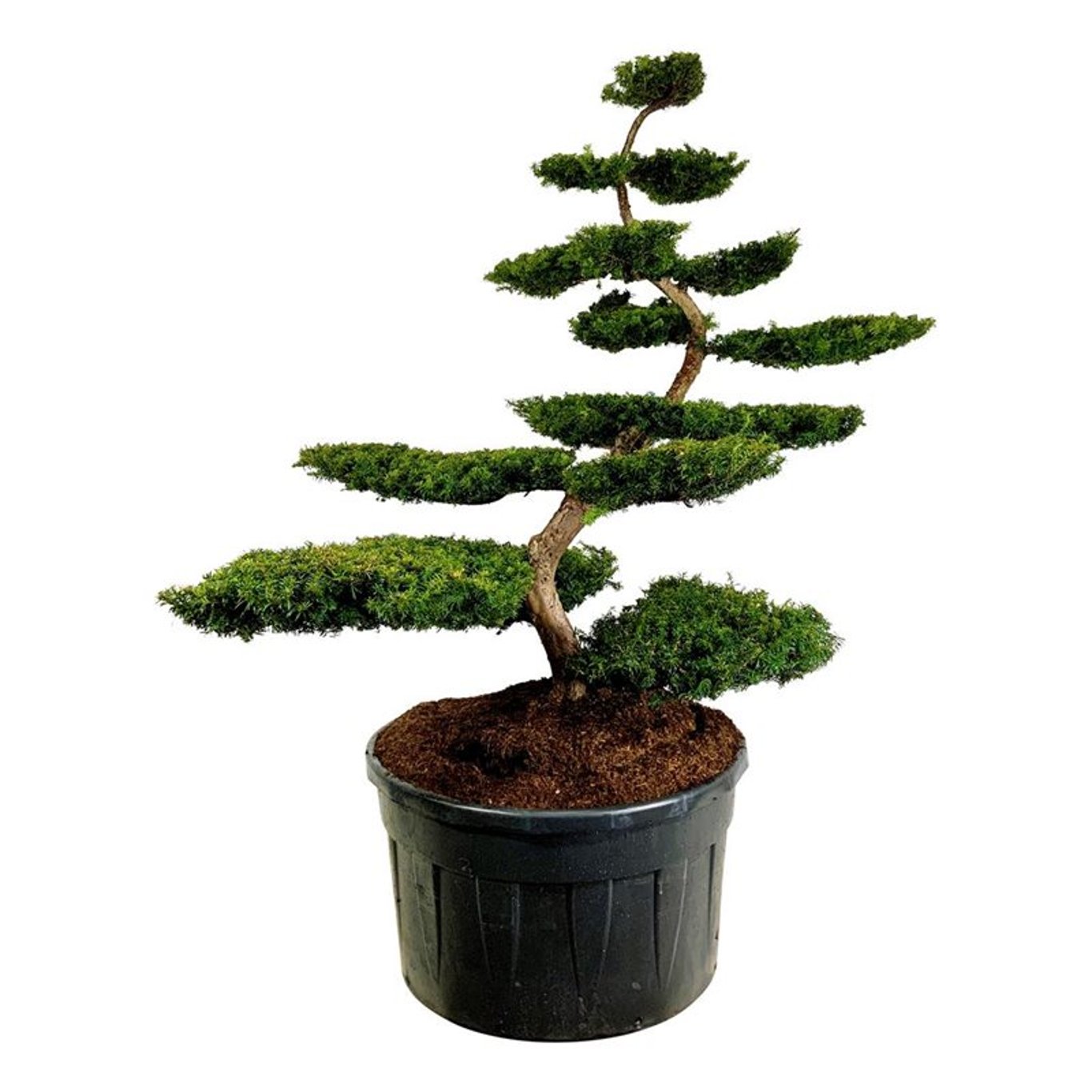 Idegran "Summergold" Bonsai 175-200 cm 