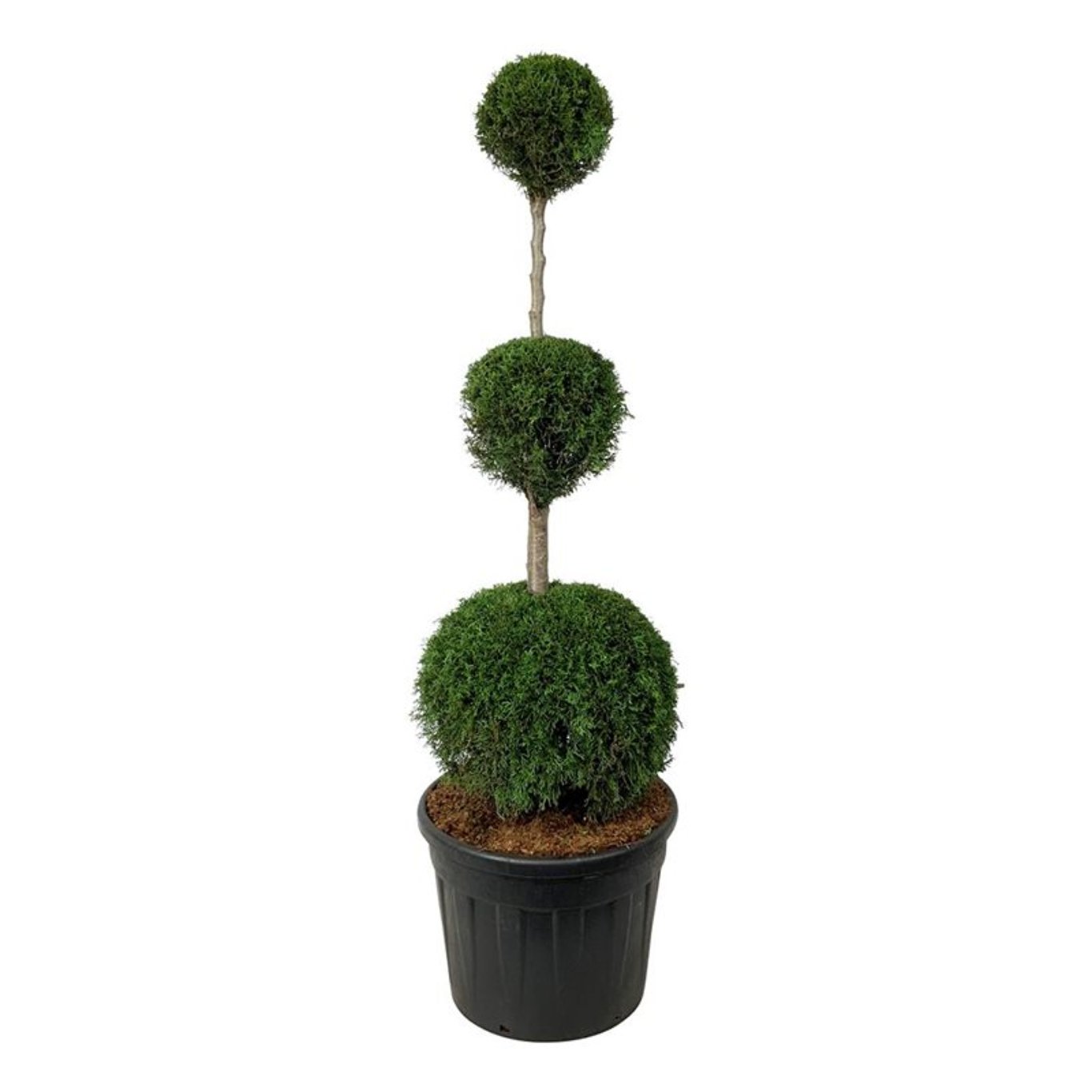 Taxus Smaragd 150-175 cm Tribol