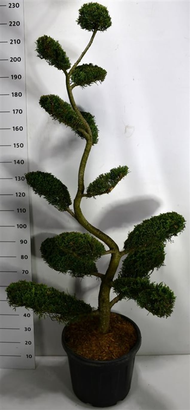 Cupressocyparis l. 'Castlewellan Gold' 180-200 cm