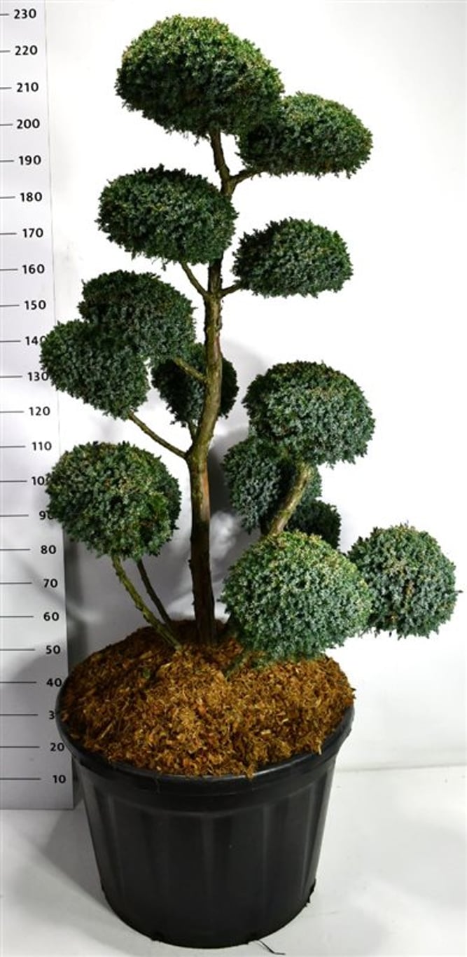 Juniperus chin. 'Blue Alps' C180 140-160 cm. bonsai