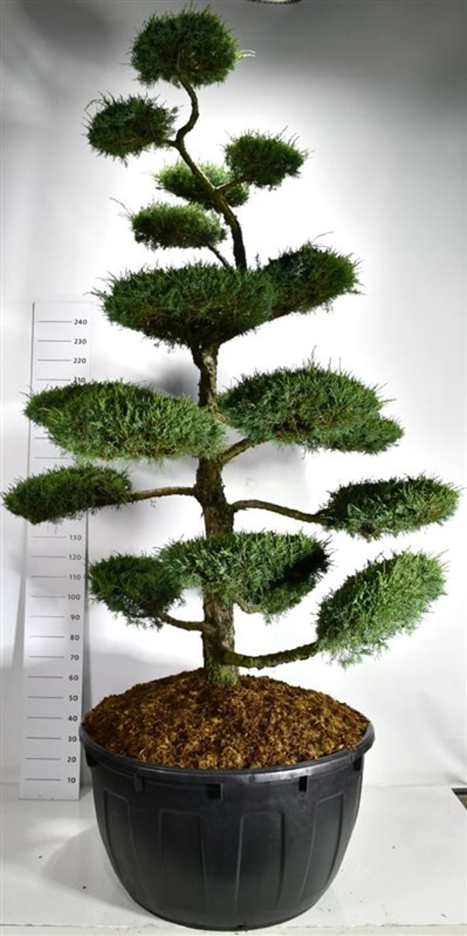 Juniperus media 'Hetzii'  225-250 cm. bonsai 