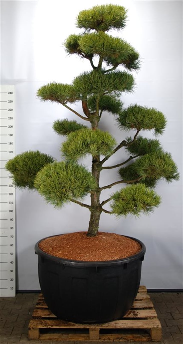 Pinus sylv. 'Norske Typ 250-275 cm. bonsai