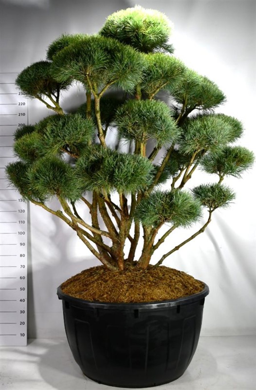 Pinus sylv. 'Watereri' Bonsai 175-200 cm 