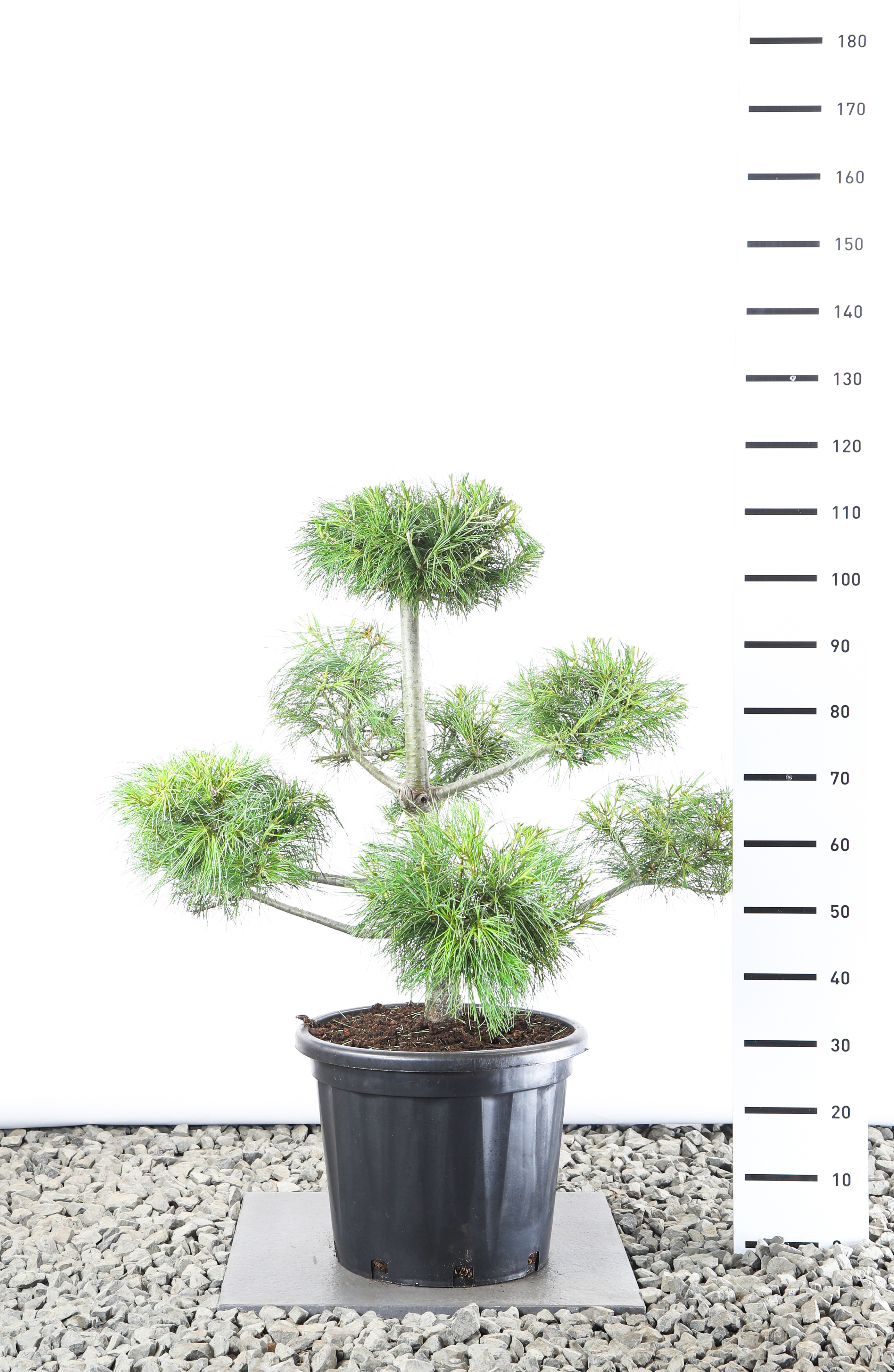 Pinus Armandii 80-100 cm Bonsai