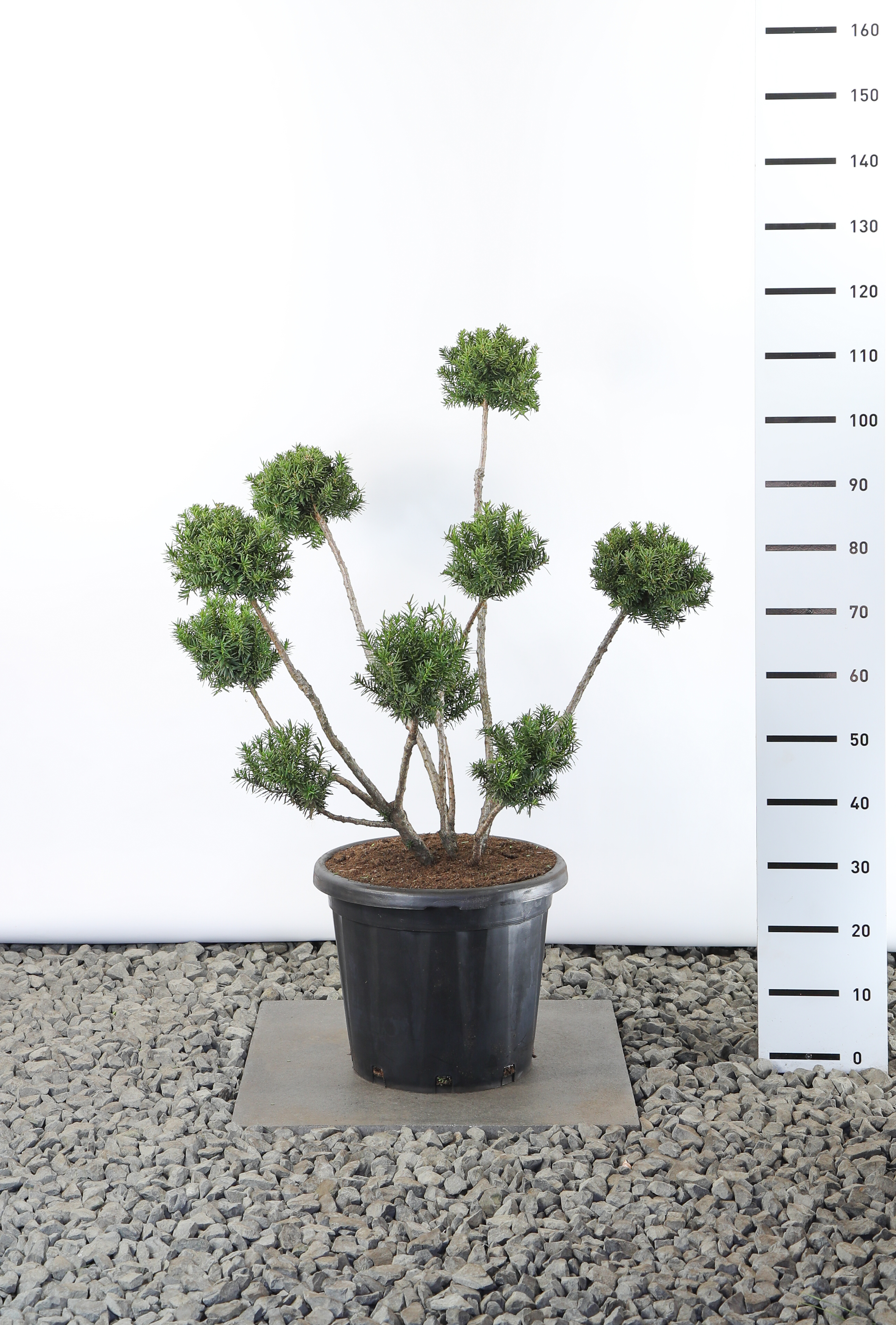Taxus Media Farmen 80-100 cm 