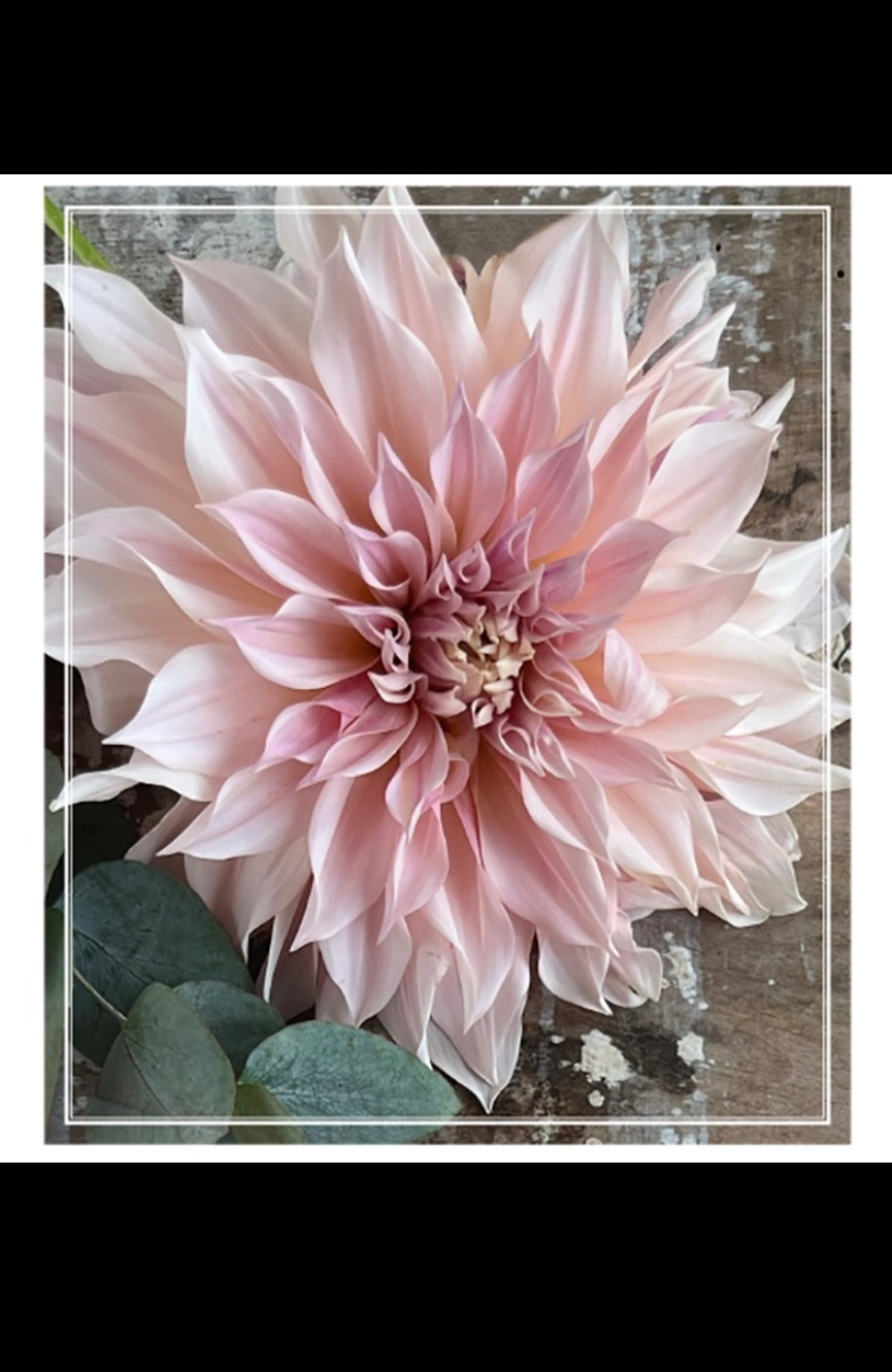 Disktrasa - Dahlia - Cafe au lait - 2