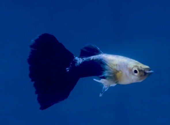 Guppy Hane Golden Crow (Poecilia reticulata)