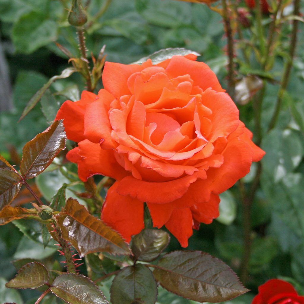 Buskros / tehybridros   ALEXANDER    A-kv PC