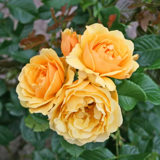 Rabattros / Floribundaros   AMBER QUEEN    A-kv PC