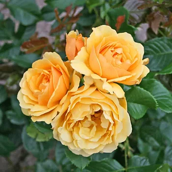 Rabattros / Floribundaros   AMBER QUEEN    A-kv PC