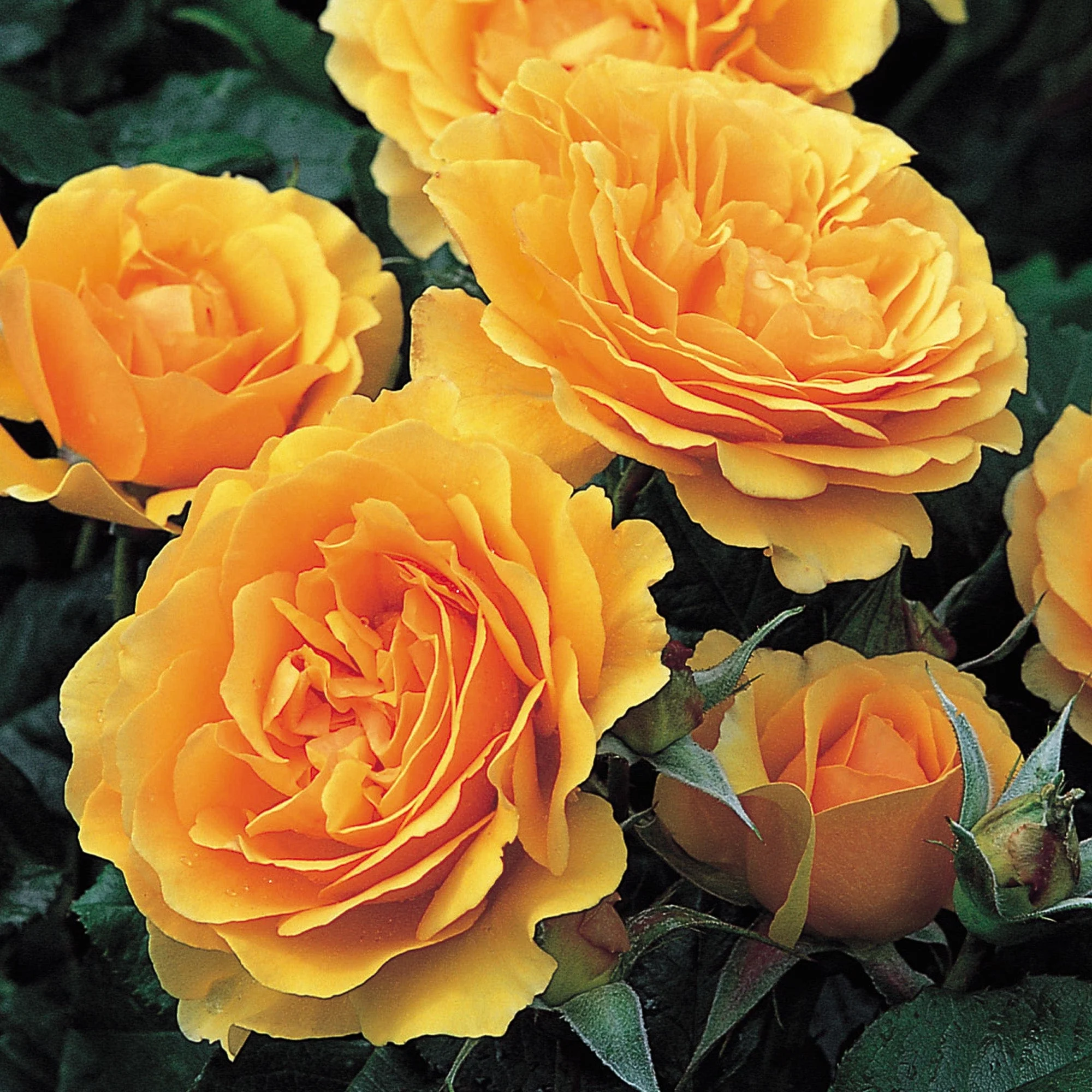Rabattros / Floribundaros   AMBER QUEEN    A-kv PC - 3