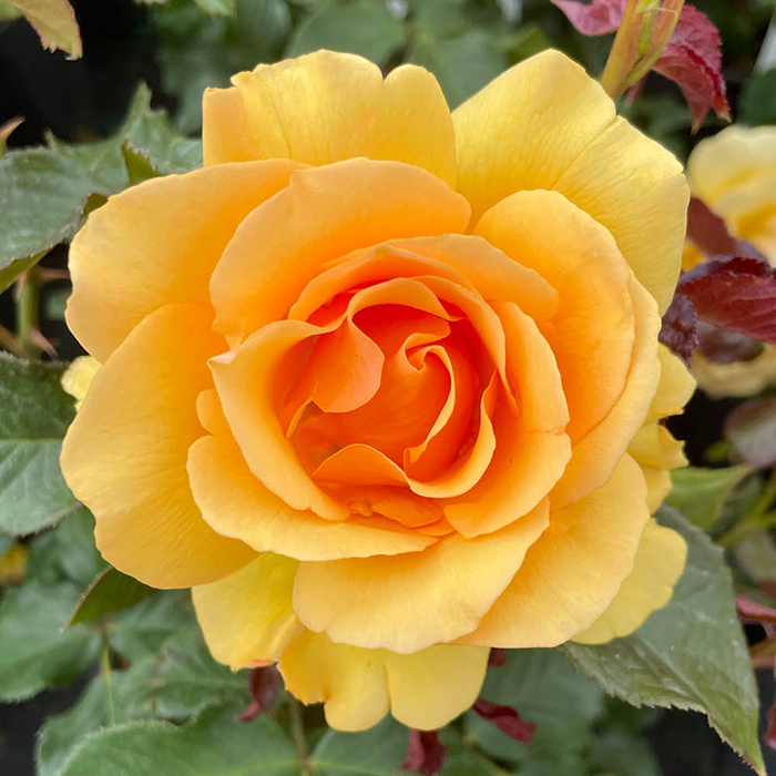 Rabattros / Floribundaros   AMBER QUEEN    A-kv PC - 2