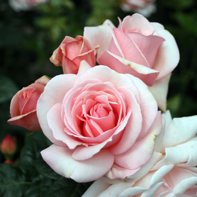 Buskros / Hybrid Tea     APHRODITE    A-kv PC - 2