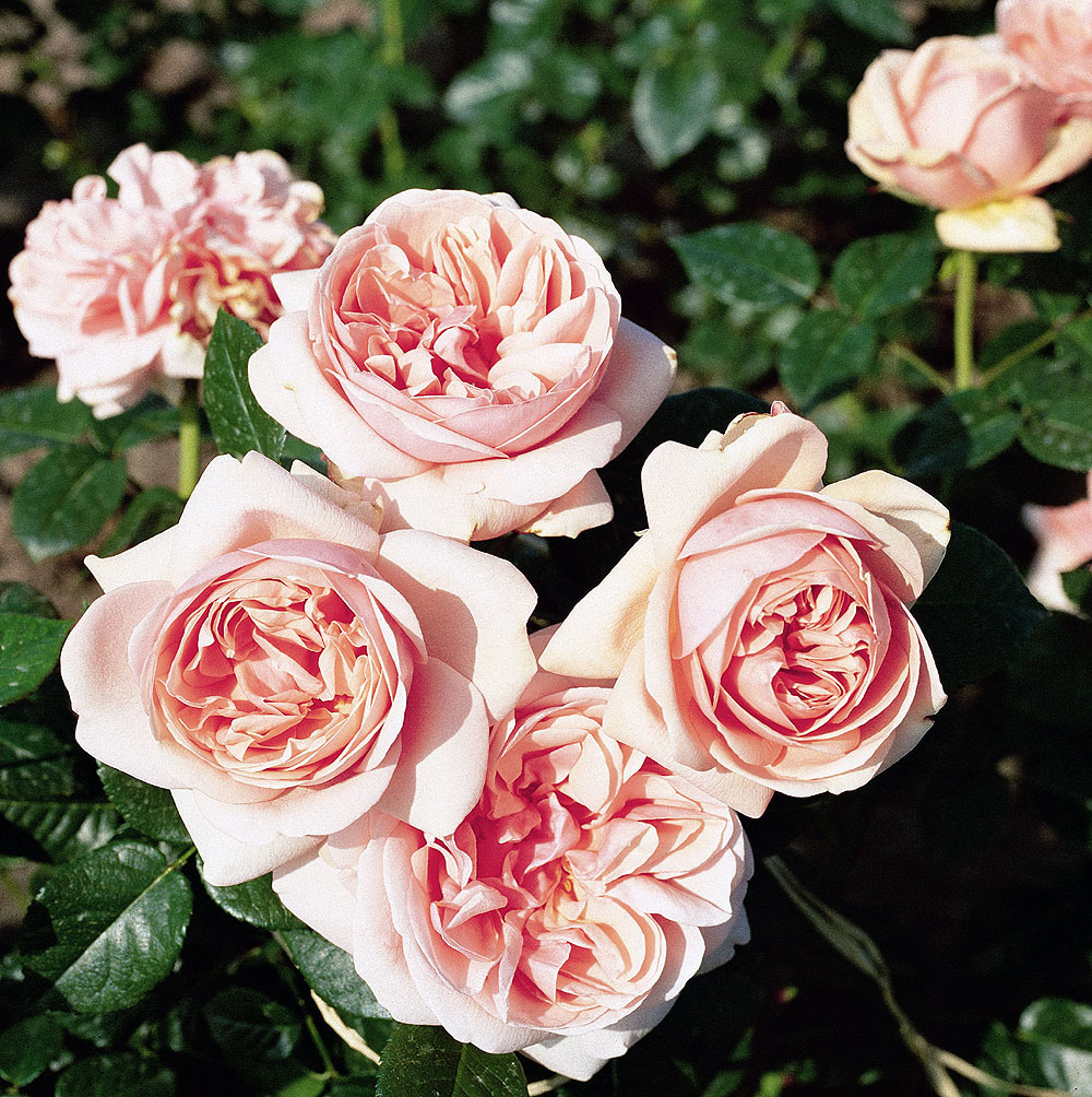 Buskros / Hybrid Tea     APHRODITE    A-kv PC