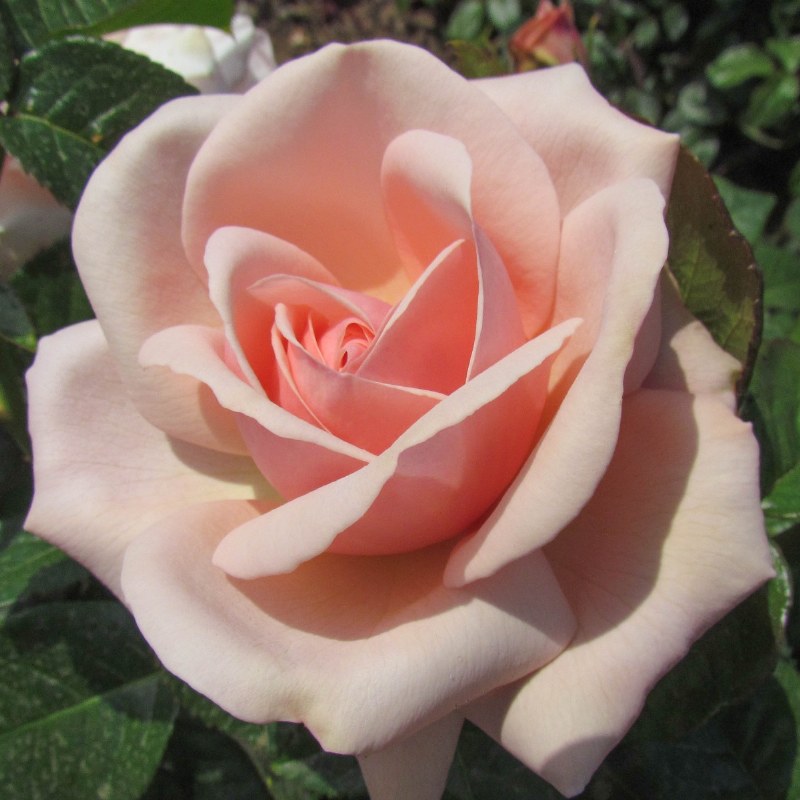 Buskros / Hybrid Tea     APHRODITE    A-kv PC - 3
