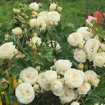 Buskros/floribunda     ARTEMIS     A-kv PC
