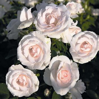 Buskros/floribunda     ASPIRIN®ROSE      A-kv PC