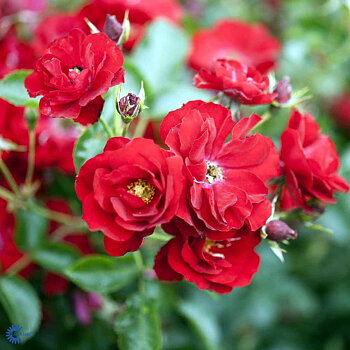 Buskros   AUSTRIANA    A-kv PC