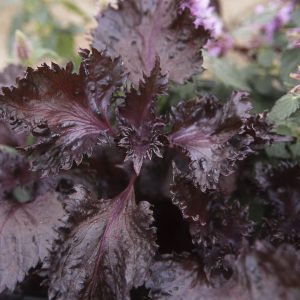 Perilla Shiso Röd - Bladmynta - 3