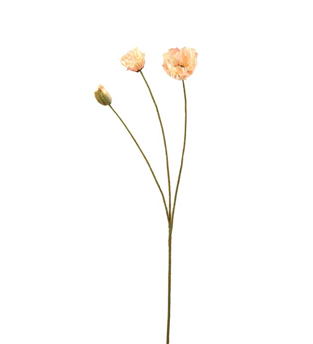 Vallmo persika 75 cm