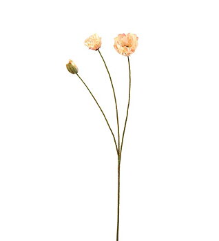 Vallmo persika 75 cm