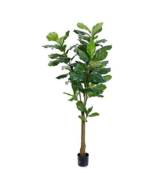 Fiolfikus i kruka (skickas ej)