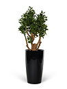 Lechuza Premium Rondo