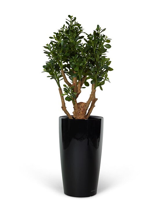 Lechuza Premium Rondo