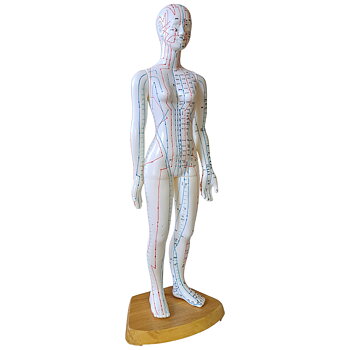 Akupunkturmodeller - kvinna och man