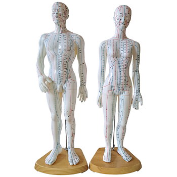 Akupunkturmodeller - kvinna och man