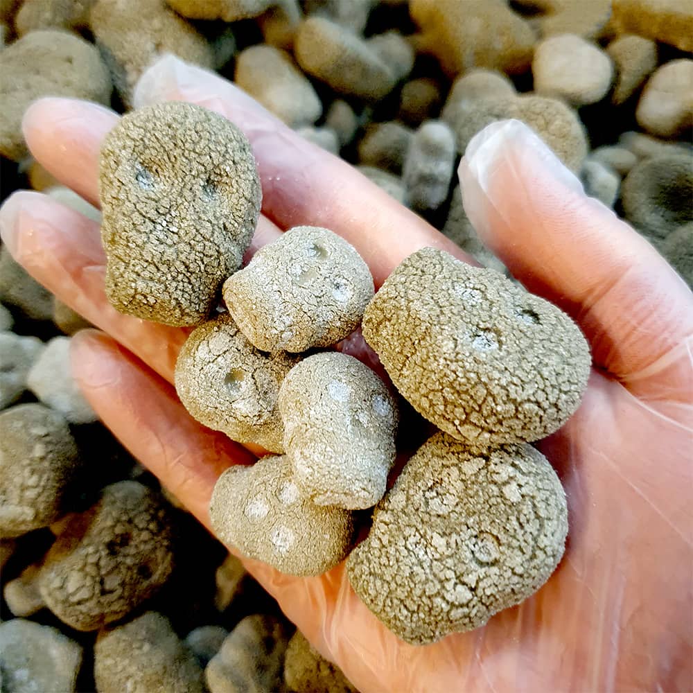 Frystorkat Godis MINI Skulls Licourice 30g - 3
