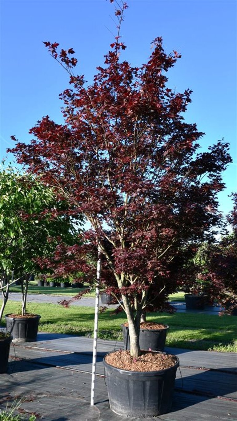 Acer pal. 'Bloodgood'  300-325 cm