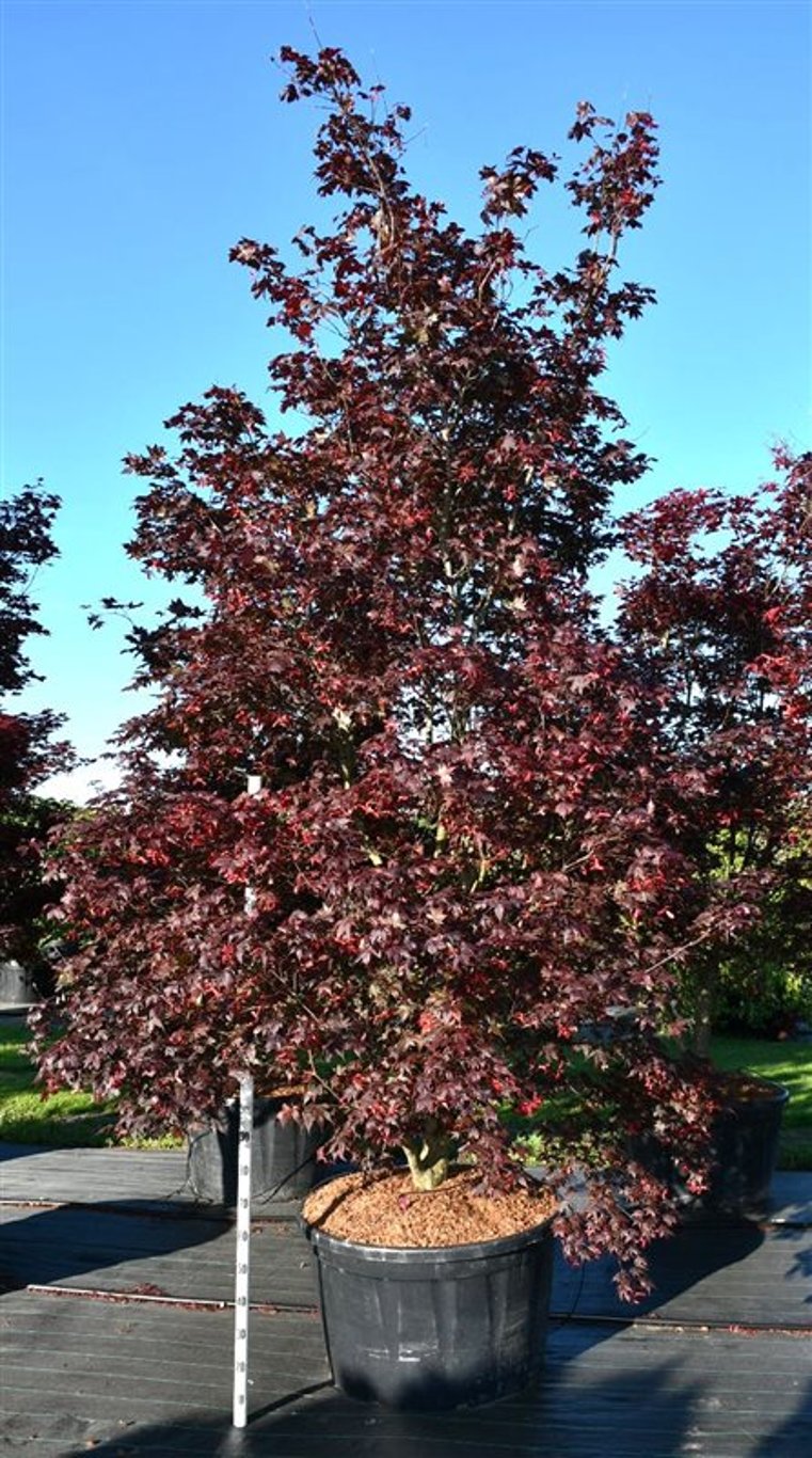 Acer pal. 'Bloodgood'  300-325 cm