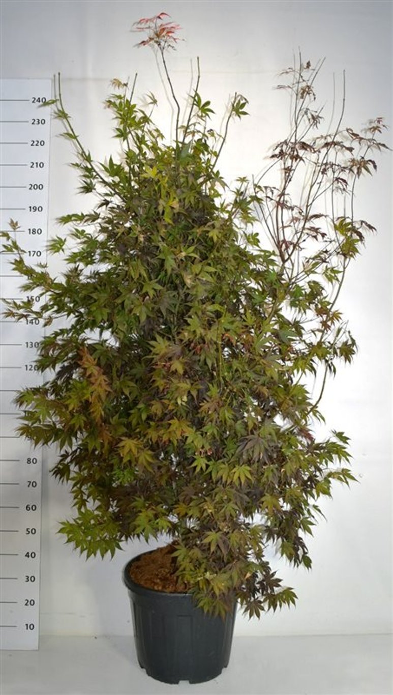 Acer pal. 'Bloodgood'  200-225 cm 