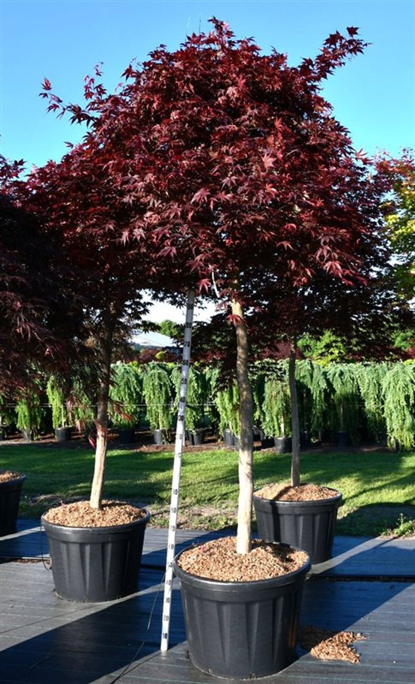 Blodlönn Acer pal "Fireglow" 150 cm stam