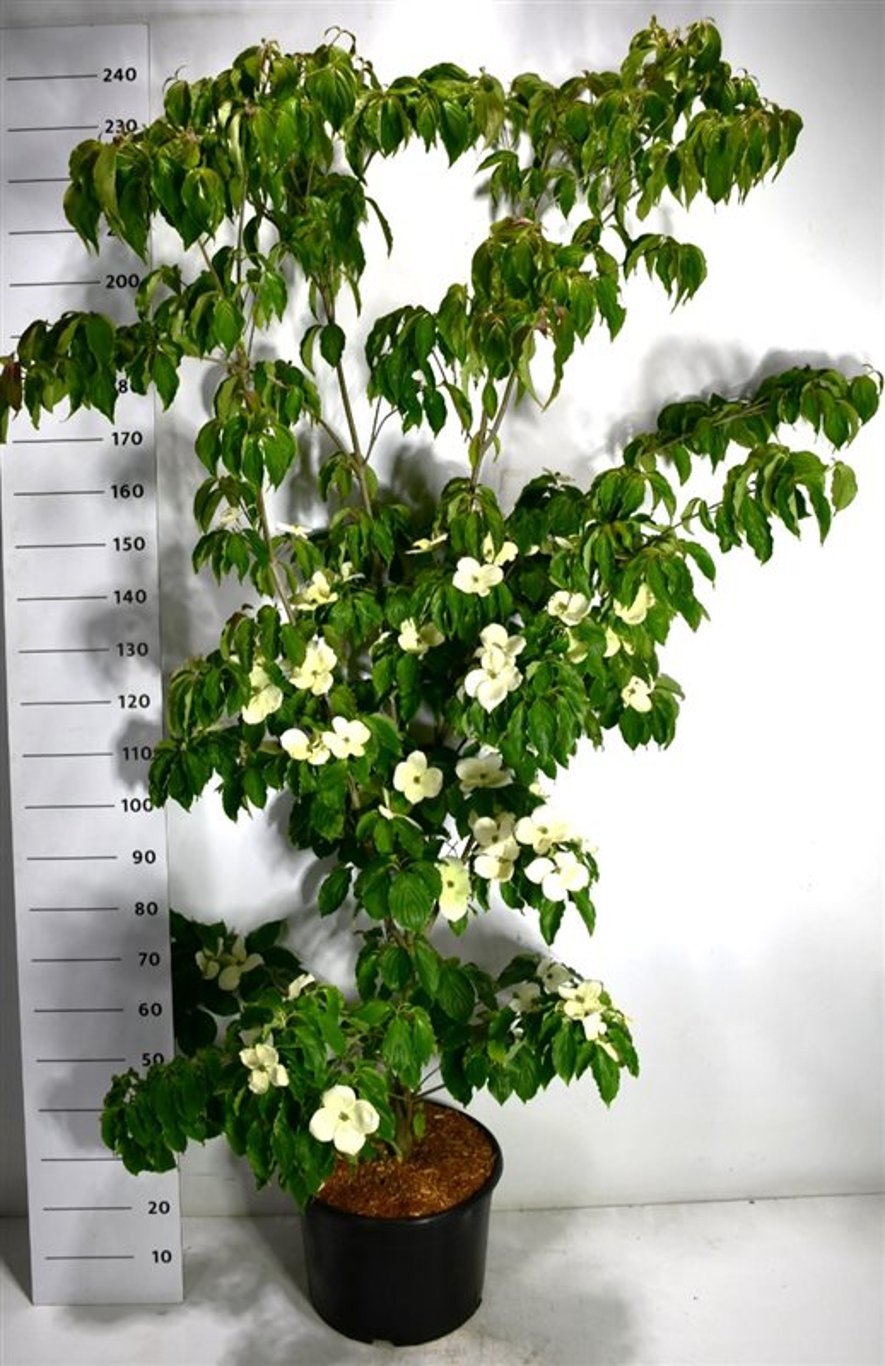 Cornus kousa Teutonia, Koreansk Blomsterkornell 175-200 cm 