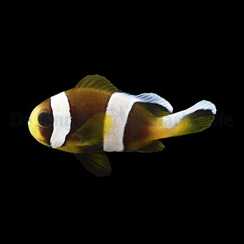 Amphiprion latifasciatus T.B (tank bred) (reef safe)