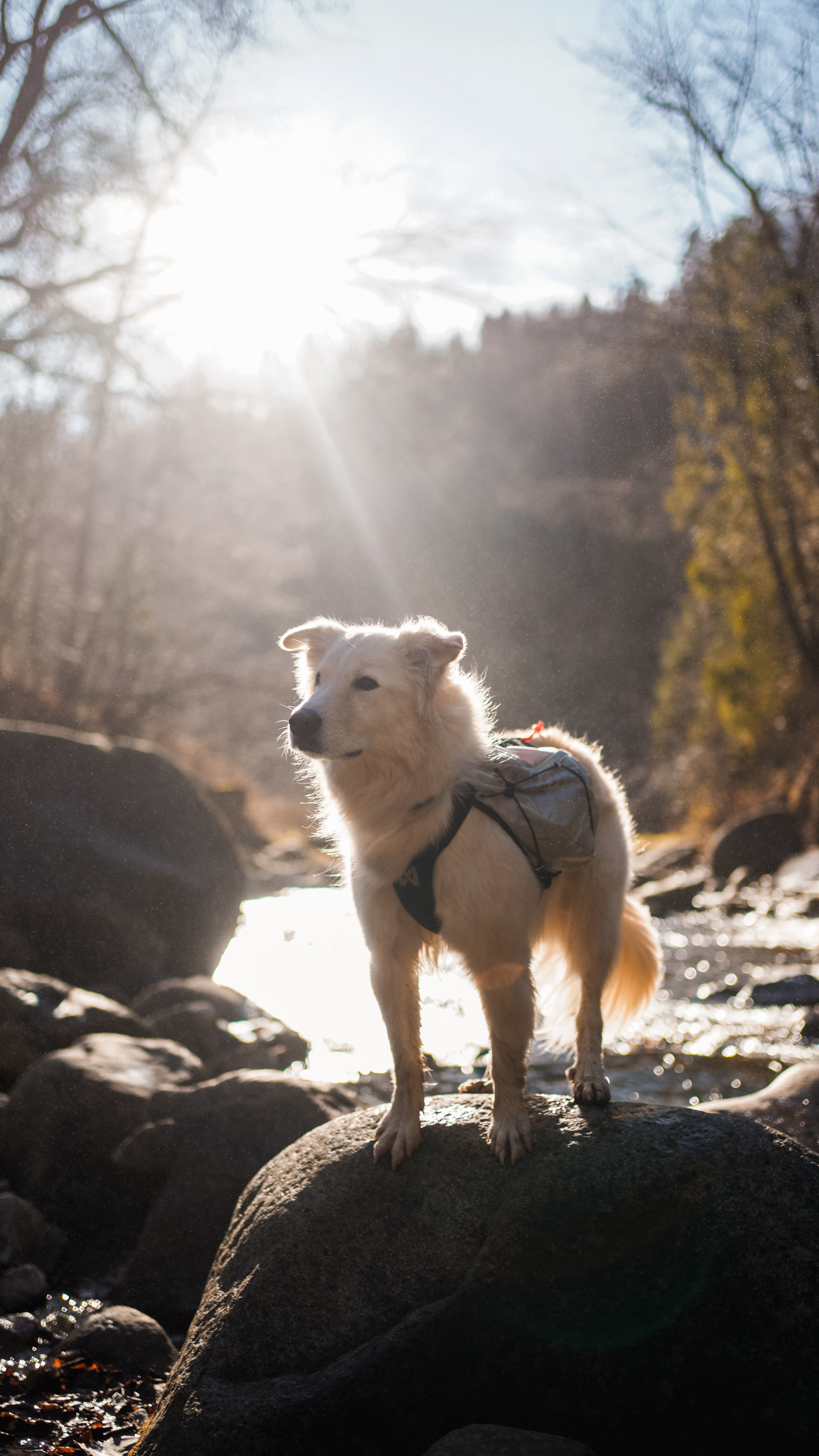 Non-stop Trail light dog backpack -  klövjeväska för hund - 9